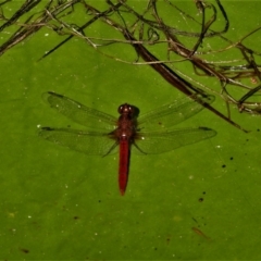 Unidentified Dragonfly (Anisoptera) (TBC) at Cranbrook, QLD - 30 Sep 2019 by TerryS