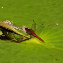 Unidentified Damselfly (Zygoptera) at Cranbrook, QLD - 30 Sep 2019 by TerryS