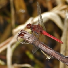 Diplacodes haematodes (TBC) at Cranbrook, QLD - 25 Feb 2020 by TerryS