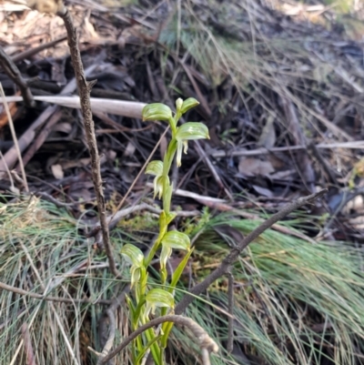 Bunochilus montanus (ACT) = Pterostylis jonesii (NSW) (Montane Leafy Greenhood) at Cotter River, ACT - 15 Sep 2021 by rangerstacey