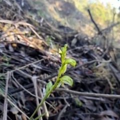 Bunochilus montanus at Cotter River, ACT - 15 Sep 2021