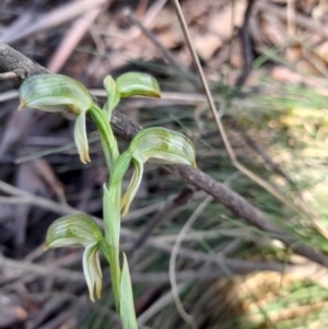 Bunochilus montanus at Cotter River, ACT - 15 Sep 2021