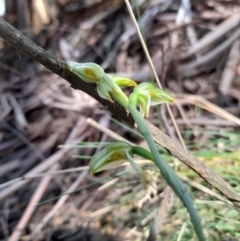 Bunochilus montanus at Cotter River, ACT - 15 Sep 2021