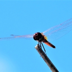 Unidentified Dragonfly (Anisoptera) (TBC) at Cranbrook, QLD - 14 Jan 2020 by TerryS