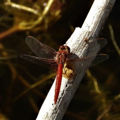 Diplacodes haematodes (Scarlet Percher) at Cranbrook, QLD - 19 May 2019 by TerryS