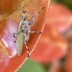 Tapeigaster sp. (genus) (Fungus fly, Heteromyzid fly) at Jerrabomberra, NSW - 2 Oct 2021 by Steve_Bok