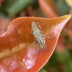 Tapeigaster sp. (genus) at Jerrabomberra, NSW - suppressed