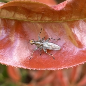 Tapeigaster sp. (genus) at Jerrabomberra, NSW - suppressed