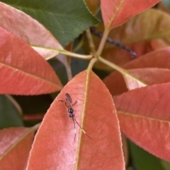 Ichneumonidae (family) (Unidentified ichneumon wasp) at Jerrabomberra, NSW - 2 Oct 2021 by Steve_Bok