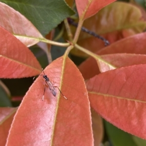 Ichneumonidae (family) at Jerrabomberra, NSW - 2 Oct 2021