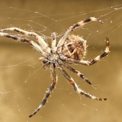 Socca pustulosa (Knobbled Orbweaver) at Jerrabomberra, NSW - 1 Oct 2021 by Steve_Bok