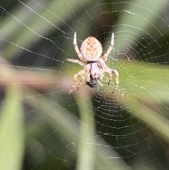 Araneinae (subfamily) (Orb weaver) at Jerrabomberra, NSW - 2 Oct 2021 by SteveBorkowskis
