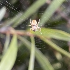 Araneinae (subfamily) at Jerrabomberra, NSW - suppressed