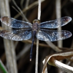 Unidentified Damselfly (Zygoptera) at Cranbrook, QLD - 21 Feb 2020 by TerryS