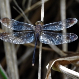 Zyxomma elgneri at Cranbrook, QLD - 22 Feb 2020