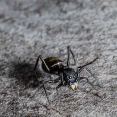 Myrmarachne luctuosa (Polyrachis Ant Mimic Spider) at Molonglo Valley, ACT - 1 Oct 2021 by Roger