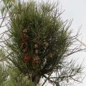 Amyema pendula subsp. pendula at Coree, ACT - 1 Oct 2021 04:12 PM