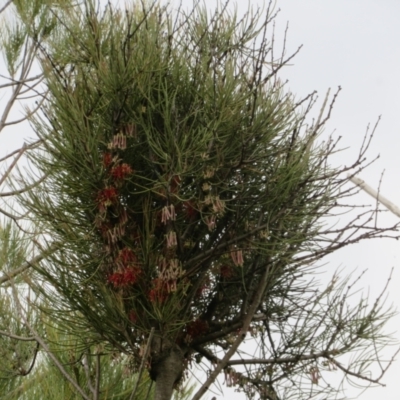 Amyema pendula subsp. pendula (Drooping Mistletoe) at Coree, ACT - 1 Oct 2021 by Christine