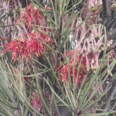 Amyema pendula subsp. pendula at Coree, ACT - 1 Oct 2021 04:12 PM