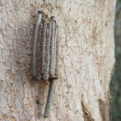 Clania ignobilis (Faggot Case Moth) at Woodstock Nature Reserve - 1 Oct 2021 by Christine