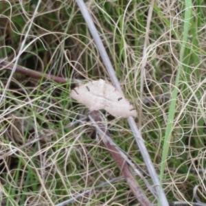 Dissomorphia australiaria at Holt, ACT - 1 Oct 2021 03:31 PM