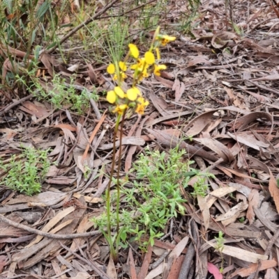 Diuris nigromontana (Black Mountain Leopard Orchid) at O'Connor, ACT - 2 Oct 2021 by jpittock
