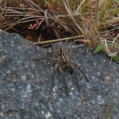 Tasmanicosa sp. (genus) (Unidentified Tasmanicosa wolf spider) at Woodstock Nature Reserve - 1 Oct 2021 by Christine