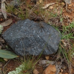 Tasmanicosa sp. (genus) at Coree, ACT - 1 Oct 2021