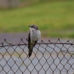 Cacomantis pallidus (Pallid Cuckoo) at Majura, ACT - 2 Oct 2021 by millsse