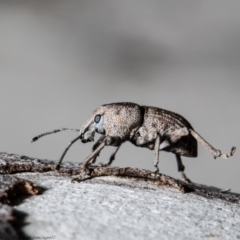 Polyphrades paganus (A weevil) at Black Mountain - 1 Oct 2021 by Roger