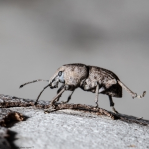 Polyphrades paganus at Molonglo Valley, ACT - 1 Oct 2021 10:28 AM