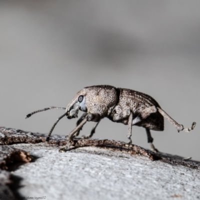 Polyphrades paganus (A weevil) at Black Mountain - 1 Oct 2021 by Roger