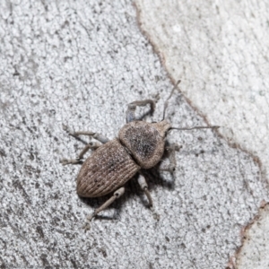 Polyphrades paganus at Molonglo Valley, ACT - 1 Oct 2021 10:28 AM