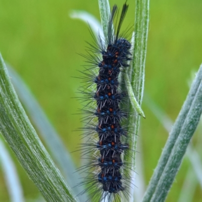 Nyctemera amicus (Senecio Moth, Magpie Moth, Cineraria Moth) at Glenroy, NSW - 1 Oct 2021 by AlburyW