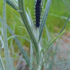 Nyctemera amicus at Glenroy, NSW - 1 Oct 2021 02:52 PM