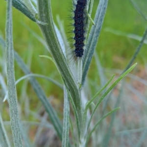 Nyctemera amicus at Glenroy, NSW - 1 Oct 2021 02:52 PM