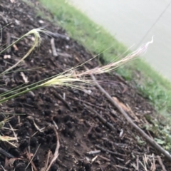 Austrostipa scabra (Corkscrew Grass) at Belconnen, ACT - 1 Oct 2021 by Dora