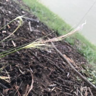 Austrostipa scabra (Corkscrew Grass, Slender Speargrass) at Belconnen, ACT - 1 Oct 2021 by Dora
