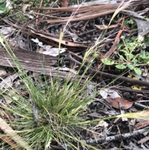 Austrostipa scabra at Belconnen, ACT - 1 Oct 2021 06:08 PM