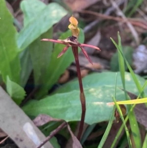 Chiloglottis formicifera at Penrose, NSW - 19 Sep 2021