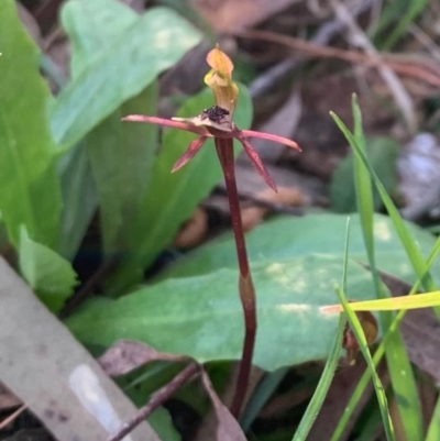 Chiloglottis formicifera (Ant Orchid) at Wingecarribee Local Government Area - 19 Sep 2021 by NigeHartley