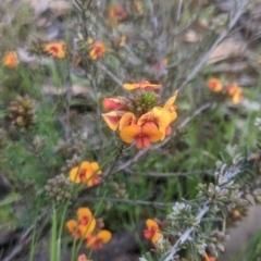 Dillwynia sp. at Lake George, NSW - 1 Oct 2021 by MPennay