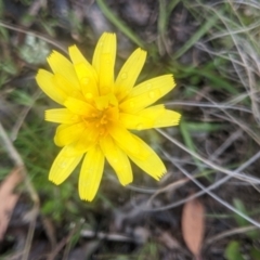 Microseris walteri (Yam Daisy, Murnong) at Lake George, NSW - 1 Oct 2021 by MPennay