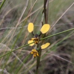 Diuris pardina (Leopard Doubletail) at Lake George, NSW - 1 Oct 2021 by MPennay