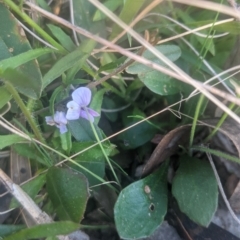 Viola sp. (Violet) at Lake George, NSW - 27 Sep 2021 by MPennay