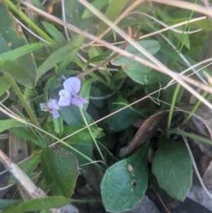 Viola sp. at Lake George, NSW - 27 Sep 2021