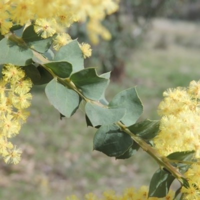 Acacia pravissima (Wedge-leaved Wattle, Ovens Wattle) at Tuggeranong Hill - 17 Sep 2021 by michaelb