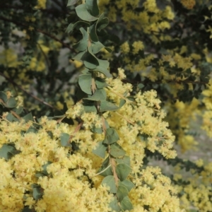 Acacia pravissima at Conder, ACT - 17 Sep 2021 04:03 PM