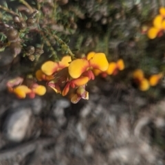 Dillwynia sp. at Lake George, NSW - 27 Sep 2021 by MPennay