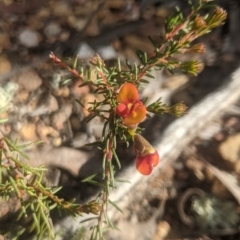 Dillwynia phylicoides (A Parrot-pea) at Lake George, NSW - 27 Sep 2021 by MPennay